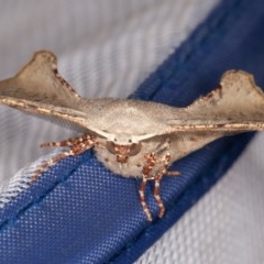 Circopetes obtusata (Grey Twisted Moth) at Nowra Hill, NSW - 18 Oct 2020 by rawshorty