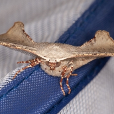 Circopetes obtusata (Grey Twisted Moth) at Nowra Hill, NSW - 18 Oct 2020 by rawshorty