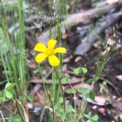 Oxalis sp. (Wood Sorrel) at Bruce, ACT - 17 Oct 2020 by goyenjudy