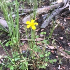 Oxalis sp. at Bruce, ACT - 17 Oct 2020