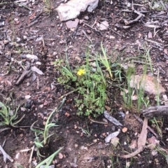 Oxalis sp. at Bruce, ACT - 17 Oct 2020