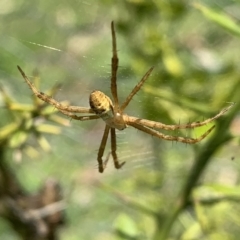 Argiope keyserlingi (St Andrew's Cross Spider) at Black Range, NSW - 19 Oct 2020 by StephH