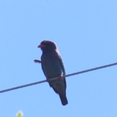 Eurystomus orientalis (Dollarbird) at Black Range, NSW - 19 Oct 2020 by MatthewHiggins