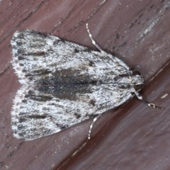 Spectrotrota fimbrialis (A Pyralid moth) at Lilli Pilli, NSW - 5 Oct 2020 by jb2602