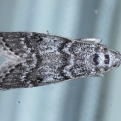 Heteromicta pachytera (Galleriinae subfamily moth) at Lilli Pilli, NSW - 5 Oct 2020 by jb2602