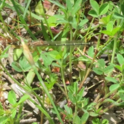 Xanthagrion erythroneurum (Red & Blue Damsel) at Holt, ACT - 17 Oct 2020 by Christine