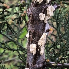 Gelatinous, on wood – genus uncertain at Hughes Garran Woodland - 19 Oct 2020 by ruthkerruish