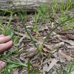 Lomandra filiformis subsp. filiformis (Wattle Matrush) at Springdale Heights, NSW - 19 Oct 2020 by ChrisAllen