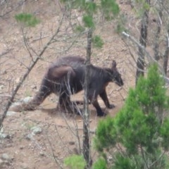 Osphranter robustus (Wallaroo) at Holt, ACT - 17 Oct 2020 by Christine