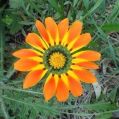 Gazania rigens (Treasure Flower) at Franklin, ACT - 19 Oct 2020 by RWPurdie