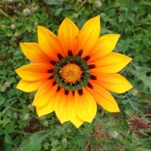 Gazania rigens at Franklin, ACT - 19 Oct 2020