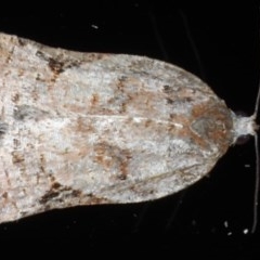 Meritastis ursina (A Tortricid moth) at Lilli Pilli, NSW - 5 Oct 2020 by jb2602