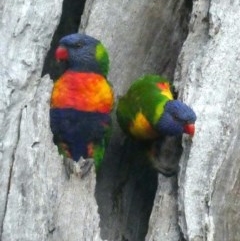 Trichoglossus moluccanus (Rainbow Lorikeet) at Garran, ACT - 17 Oct 2020 by AdventureGirl