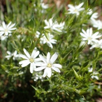 Stellaria pungens (Prickly Starwort) at Watson, ACT - 19 Oct 2020 by RWPurdie