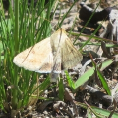 Helicoverpa (genus) (A bollworm) at Symonston, ACT - 14 Oct 2020 by Christine