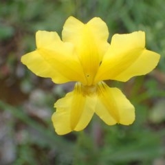 Goodenia pinnatifida (Scrambled Eggs) at Molonglo Valley, ACT - 19 Oct 2020 by RWPurdie