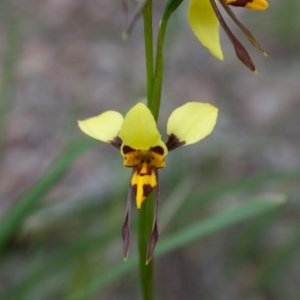 Diuris sulphurea at Bungendore, NSW - suppressed