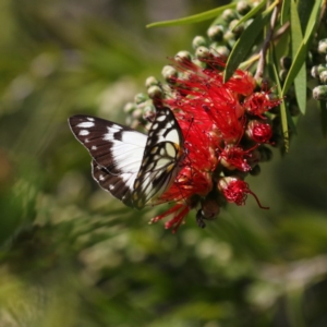 Belenois java at Mawson, ACT - 17 Oct 2020