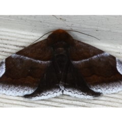 Dysgonia propyrrha (An Erebid moth) at Lilli Pilli, NSW - 4 Oct 2020 by jbromilow50