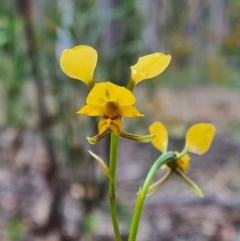 Diuris nigromontana (Black Mountain Leopard Orchid) at Watson, ACT - 18 Oct 2020 by RobynHall