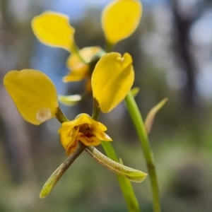 Diuris nigromontana at Watson, ACT - 18 Oct 2020