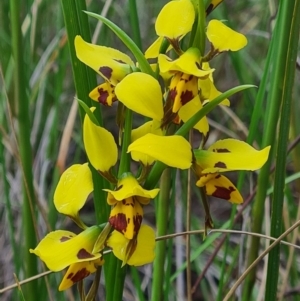 Diuris sulphurea at Bruce, ACT - suppressed