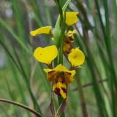 Diuris sulphurea at Bruce, ACT - suppressed