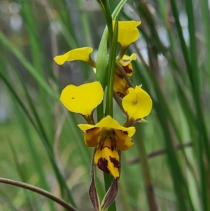 Diuris sulphurea at Bruce, ACT - suppressed