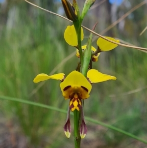 Diuris sulphurea at Bruce, ACT - suppressed