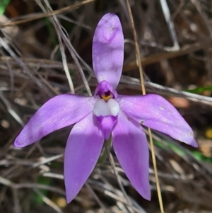 Glossodia major at Bruce, ACT - suppressed