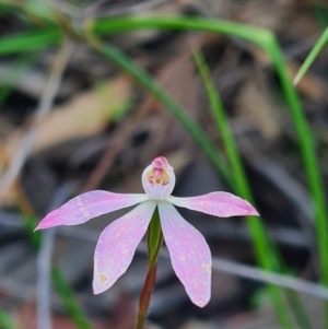 Caladenia fuscata at Acton, ACT - suppressed