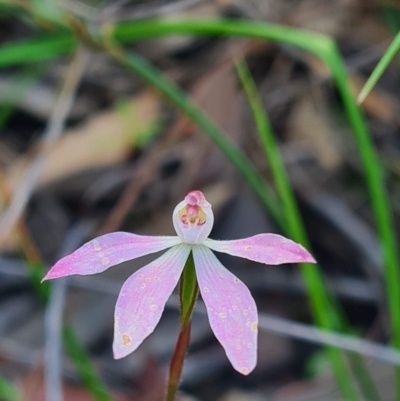 Caladenia fuscata (Dusky Fingers) at Acton, ACT - 18 Oct 2020 by RobynHall