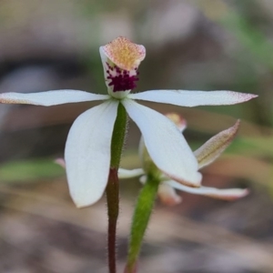 Caladenia cucullata at Bruce, ACT - 18 Oct 2020