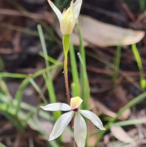 Caladenia cucullata at Bruce, ACT - 18 Oct 2020