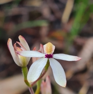 Caladenia cucullata at Bruce, ACT - 18 Oct 2020