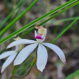 Caladenia moschata at Point 3131 - suppressed