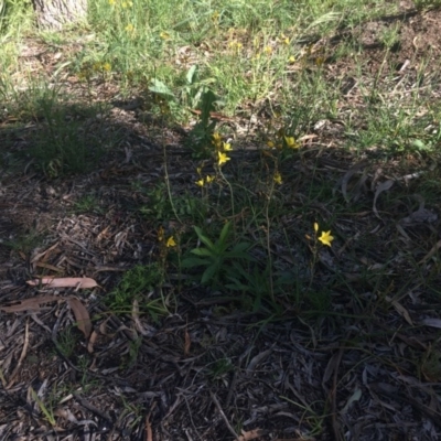 Bulbine bulbosa (Golden Lily) at Hughes, ACT - 19 Oct 2020 by Tapirlord