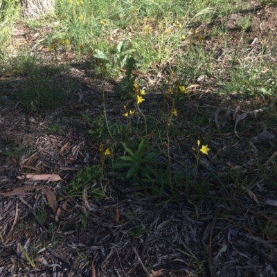 Bulbine bulbosa (Golden Lily, Bulbine Lily) at Hughes, ACT - 19 Oct 2020 by Tapirlord