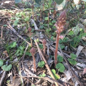 Orobanche minor at Hughes, ACT - 19 Oct 2020