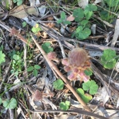 Orobanche minor at Hughes, ACT - 19 Oct 2020