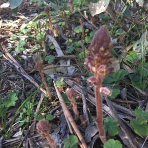 Orobanche minor at Hughes, ACT - 19 Oct 2020