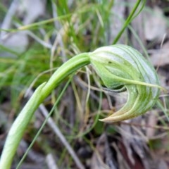 Pterostylis nutans (Nodding Greenhood) at Rugosa - 19 Oct 2020 by SenexRugosus