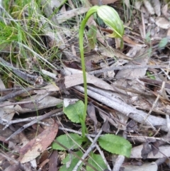 Pterostylis nutans at Yass River, NSW - 19 Oct 2020
