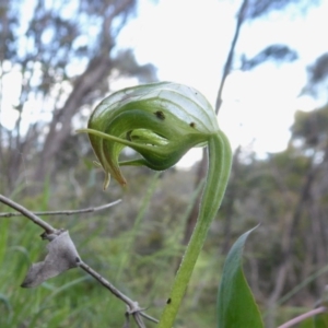 Pterostylis nutans at Yass River, NSW - 19 Oct 2020