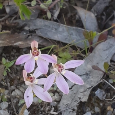 Caladenia carnea (Pink Fingers) at Paddys River, ACT - 4 Oct 2020 by RobynHall