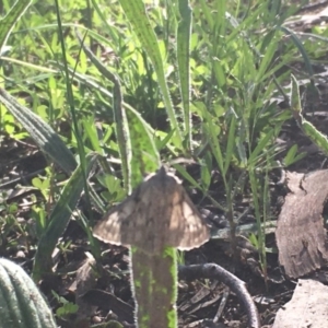 Cyneoterpna wilsoni at Hughes, ACT - 19 Oct 2020