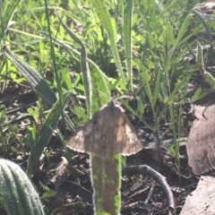 Cyneoterpna wilsoni at Hughes, ACT - 19 Oct 2020