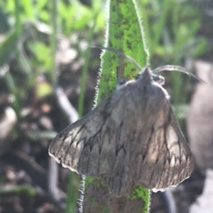 Cyneoterpna wilsoni at Hughes, ACT - 19 Oct 2020