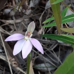 Caladenia carnea (Pink Fingers) at Paddys River, ACT - 4 Oct 2020 by RobynHall