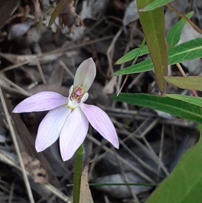 Caladenia carnea (Pink Fingers) at Paddys River, ACT - 4 Oct 2020 by RobynHall